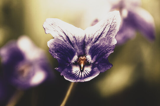 Sweet violet ( Viola odorata) spring  edible flowers