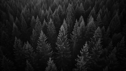  Forest, woods, background © ThiagoKazuo