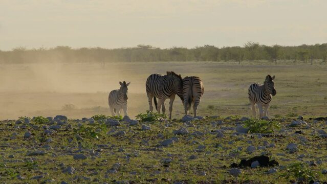Zebras in Etosha, Namibia