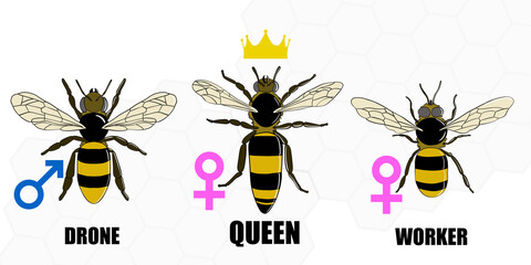 Three types of bees in a hive. Queen bee, worker bee and drone bee. Illustration - obrazy, fototapety, plakaty