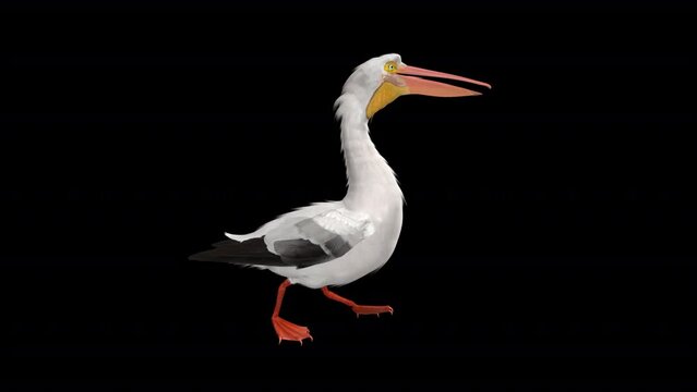 White Pelican - American Bird - Walk Loop - Side View CU - Alpha Channel - Realistic 3D animation isolated on green background 