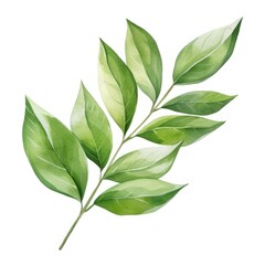 botanical green leaves watercolor painting style isolated on white background. Vector illustration