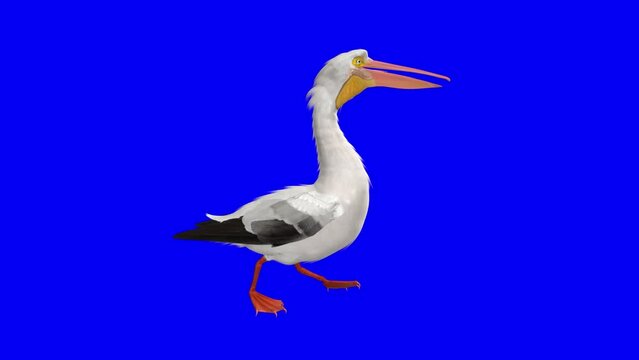 White Pelican - American Bird - Walk Loop - Side View CU -  Blue Screen - Realistic 3D animation isolated on blue background