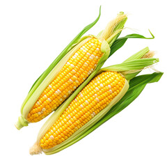 Two raw corns just harvested on an isolated background