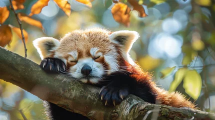 Schilderijen op glas Sleepy baby red panda resting on a branch. © Aki