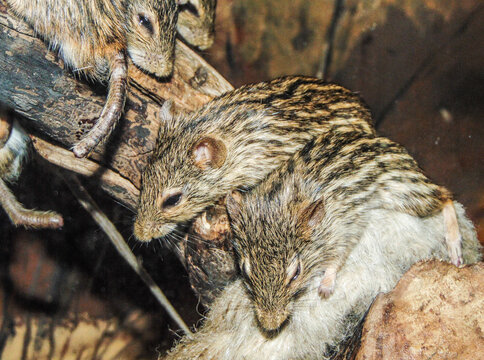group of barbary striped grass mouse