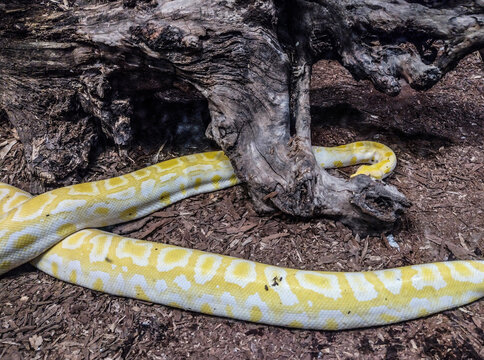 Indian rock python. Big yellow snake