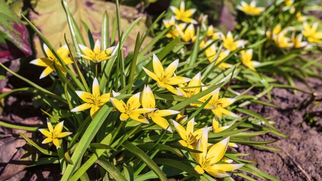 Yellow Tulipa tarda flowers in the spring garden.