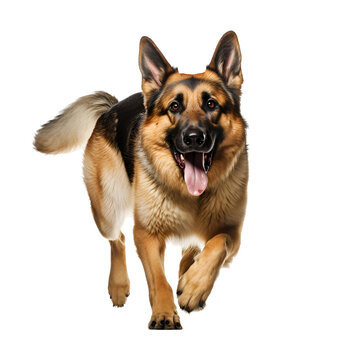 German Shepherd Dog: Happy, Running, and Playing, Isolated on Transparent Background, PNG