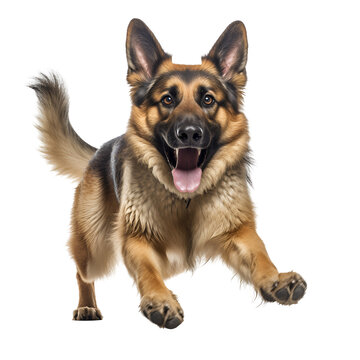 Running and Playing: A Happy German Shepherd Dog, Isolated on Transparent Background, PNG