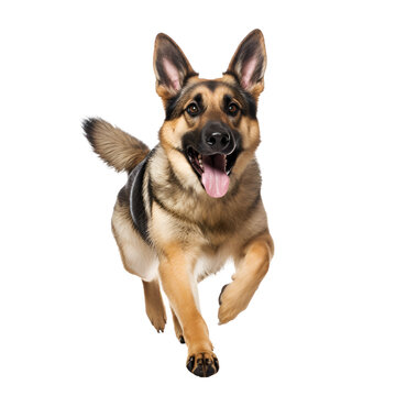 A Happy Day of Running and Playing for a German Shepherd Dog, Isolated on Transparent Background, PNG