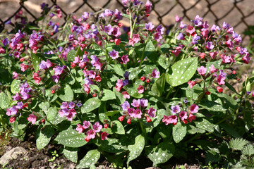 Sunny spring day. The pulmonaria saccharata plentifully blossoms in small pink-purple flowers.