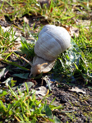Snail in a meadow in the forest