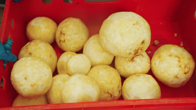 Restaurant food preparation concept. Kitchen staff member dropping celeriac - celery root - into a red plastic container. High quality 4k footage