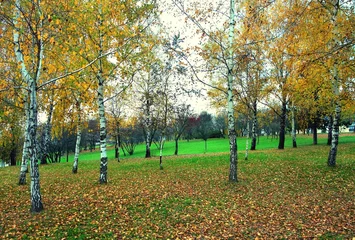 Photo sur Aluminium Bouleau Forest park, garden, orchard with birch trees in the fall