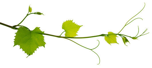 Fresh Green grape vine branch leaves. Greenery. Vine branch, on transparent, png.Fresh grape vine branches with leaves. © 151115
