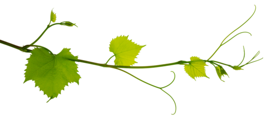 Fresh Green grape vine branch leaves. Greenery. Vine branch, on transparent, png.Fresh grape vine branches with leaves.