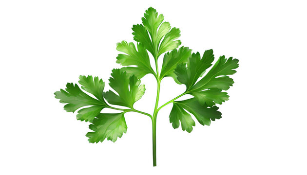 Parsley isolated on transparent background.