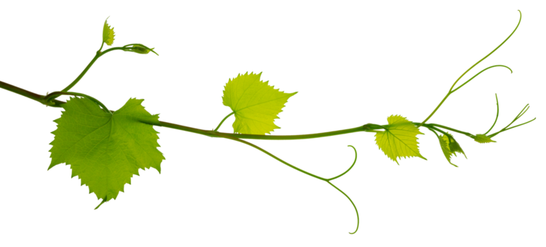 Fresh Green grape vine branch leaves. Greenery. Vine branch, on transparent, png.Fresh grape vine branches with leaves.