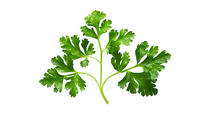 Parsley isolated on transparent background.
