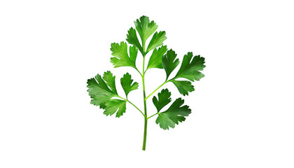 Parsley isolated on transparent background.