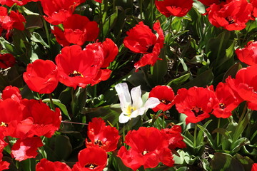 Eine weiße Tulpe unter roten Tulpen im Tulpenfeld - 752531931