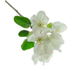 Apple tree flowers on transparent, png. blooming tree. Spring apple blossom flower branch