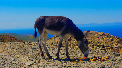 A donkey eating apple