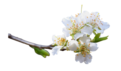 Cherry blossom flower isolated on transparent, png. Blooming cherry