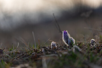 Spring flowers Pulsatilla Grandis on a meadow. Purple flowers on a meadow with a beautiful bokeh...