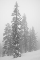 Lonely trees, whitened by falling snow