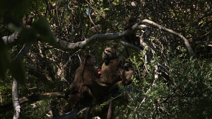 Baboon family