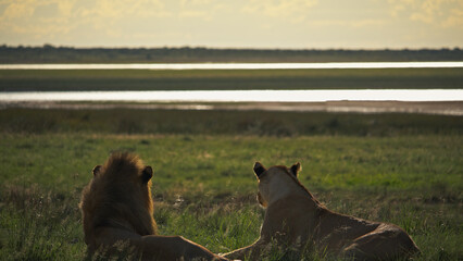 Mating lion couple overlooking the savannah
