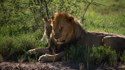 wild lion couple in namibia
