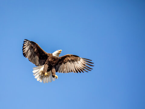 A Bald Eagle in Flight Appears to Hover in the Air