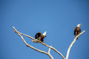 Pair of Bald Eagles Perched on a Branch Chattering