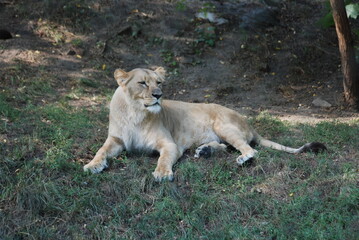 lioness on the grass