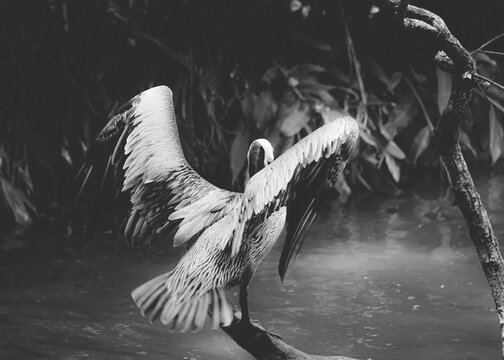Garza blanca