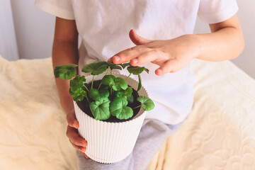 a white pot with an indoor pelargonium flower in the hands of a boy in the room