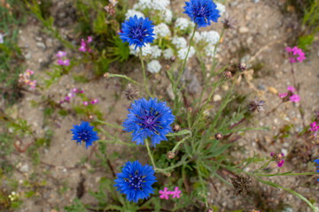 Selective focus on blue cornflower (centaurea cyanus) and field flowers in blur