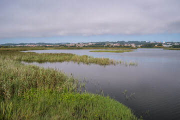 Landscape with reeds from Lagoa de Paramos in Barrinha de Esmoriz, PORTUGAL