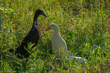 Three Indian runner ducks in a grass field surrounded by an orange electric fence. On a farm in the summer