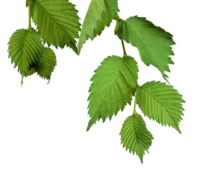 Elm Leaves isolated on transparent, png . Branch with young leaves.