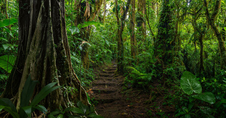 Tropical dark rainforest