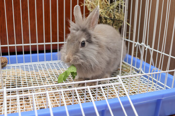 a small lionhead rabbit sits in a open cage and eats a parsley leaf. gray bunny looking at the...