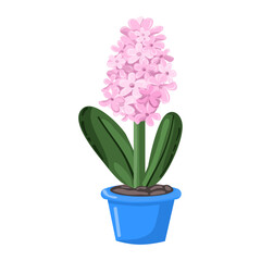 Flat illustration for spring season, hyacinthus, flower in pot, Vector illustration