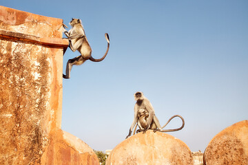 Reise durch Indien. Jaipur in Rajasthan. Pink City