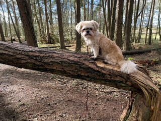 A Dog on a tree in the forest