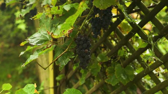 Close-up of a branch of ripe pink grapes during harvest. Footage for wine advertising .Vineyard on a rainy day. Italy. Organic bio-food. Handmade wine. High quality FullHD footage