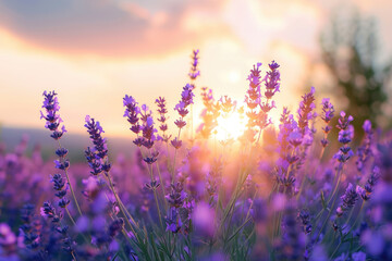 Naklejka premium A field of purple flowers with the sun shining on them